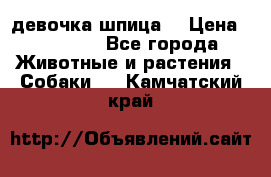 девочка шпица  › Цена ­ 40 000 - Все города Животные и растения » Собаки   . Камчатский край